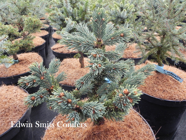 Picea engelmannii 'U Turn'